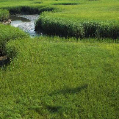 Green Grass With Creek 1024x676